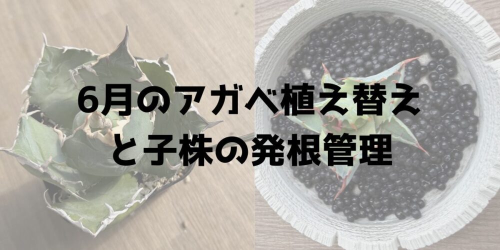 6月のアガベ植え替えと子株の発根管理 見出し画像