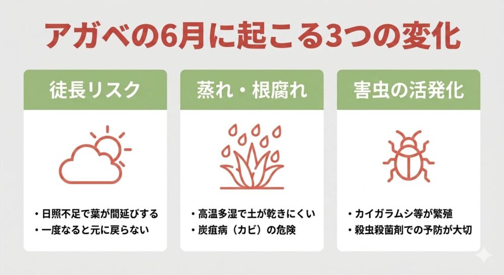アガベの6月に起こる3つの変化 徒長リスク・蒸れ根腐れ・害虫の活発化をまとめた図解