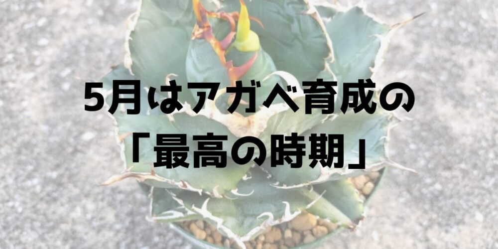 5月はアガベ育成の最高の時期 見出し画像