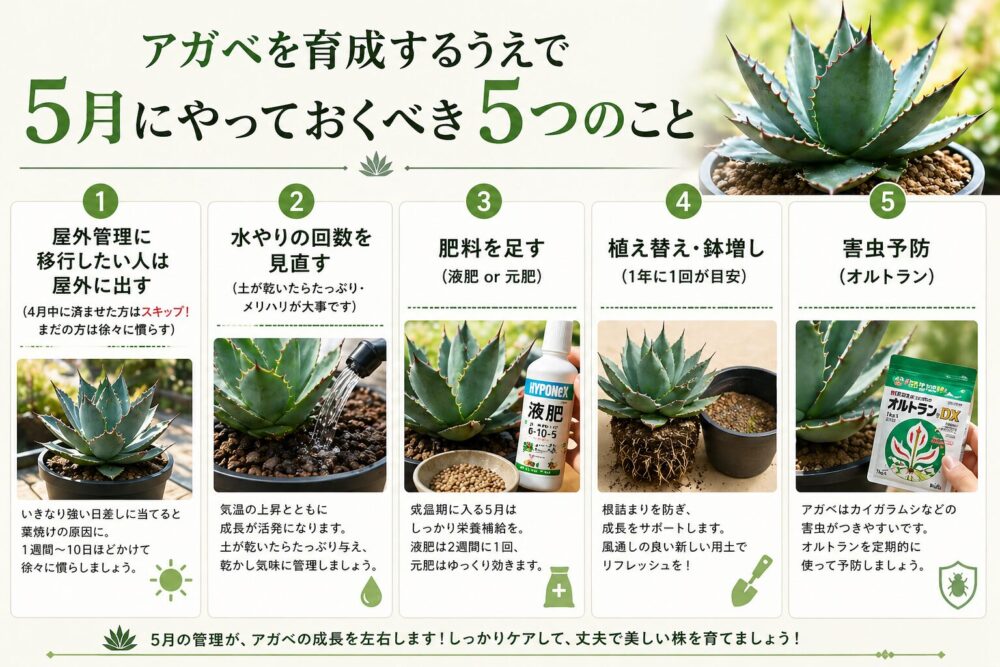 アガベを育成するうえで5月にやっておくべき5つのこと 図解チェックリスト