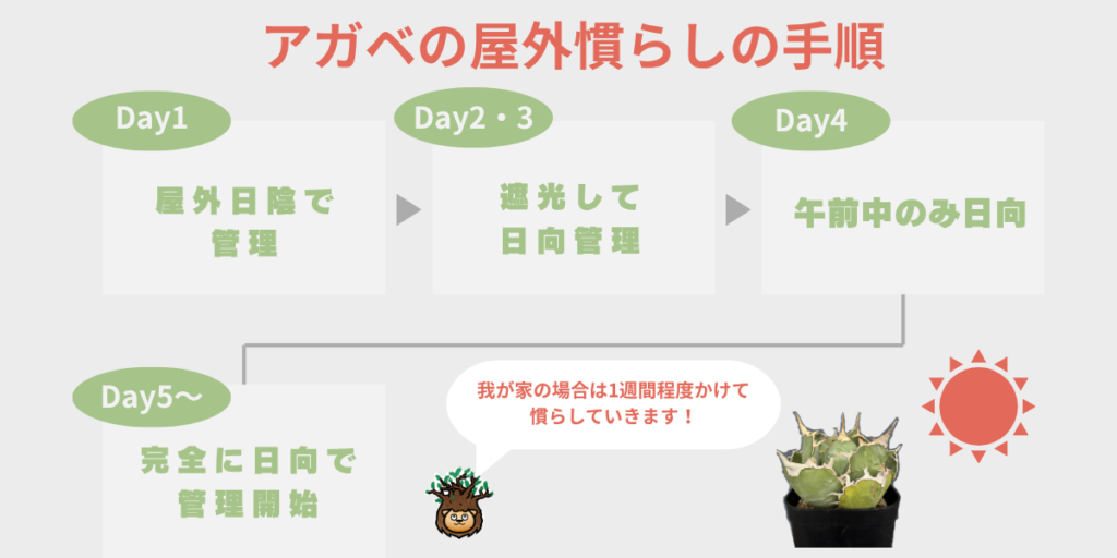 アガベの屋外慣らしの手順 Day1〜Day4の3ステップ図解