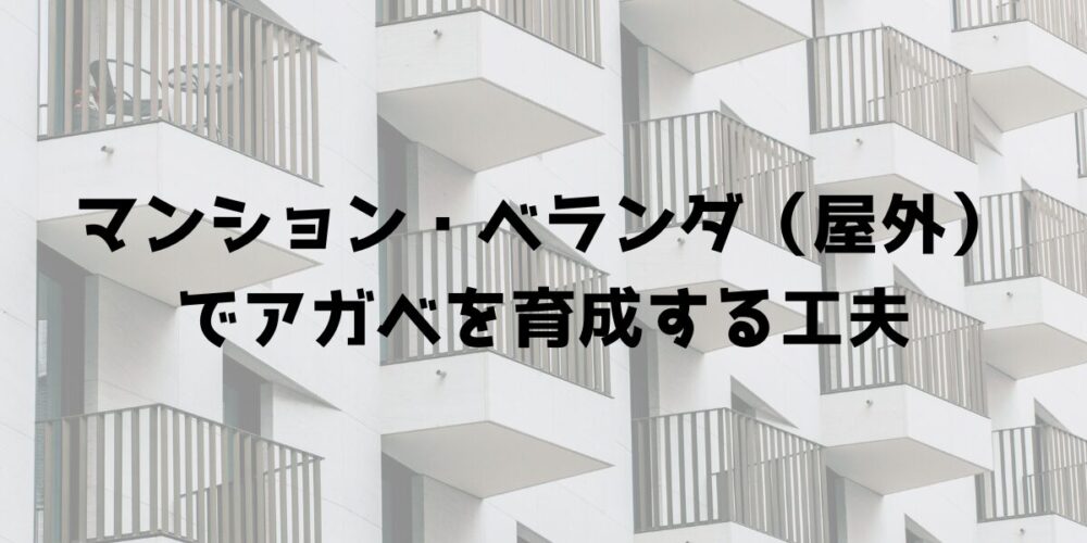 マンションのベランダ（屋外）でアガベを育成する工夫 見出し画像