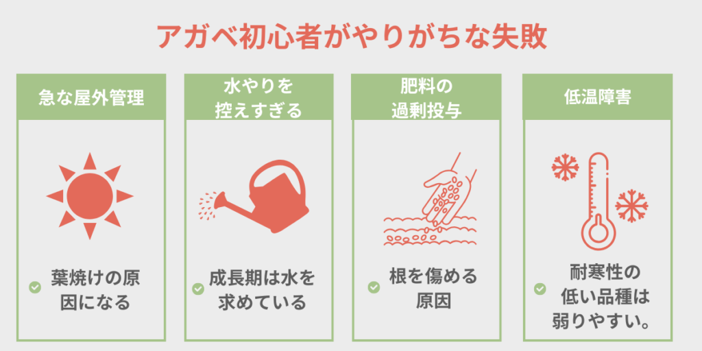 アガベ初心者がやりがちな失敗4つ 急な屋外管理・水やりを控えすぎる・肥料の過剰投与・低温障害 図解