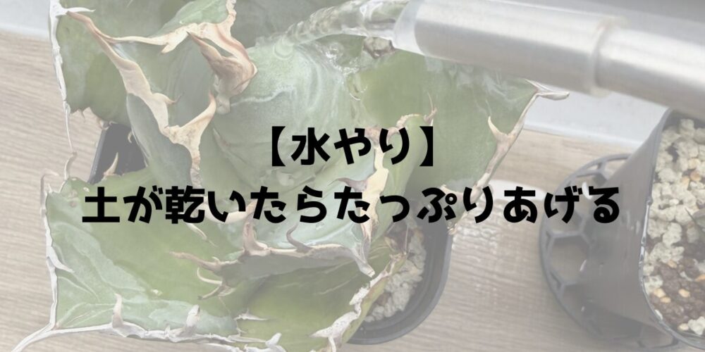 水やりのポイント 土が乾いたらたっぷりあげる アガベの水やり写真