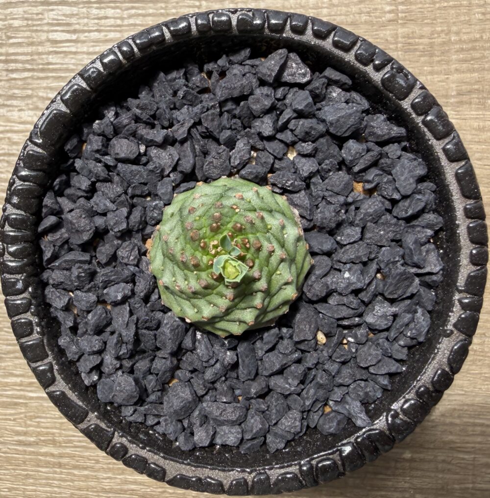 黒鱗鉢に黒い化粧砂を敷いたオベサ鉄甲の植え替え完成写真