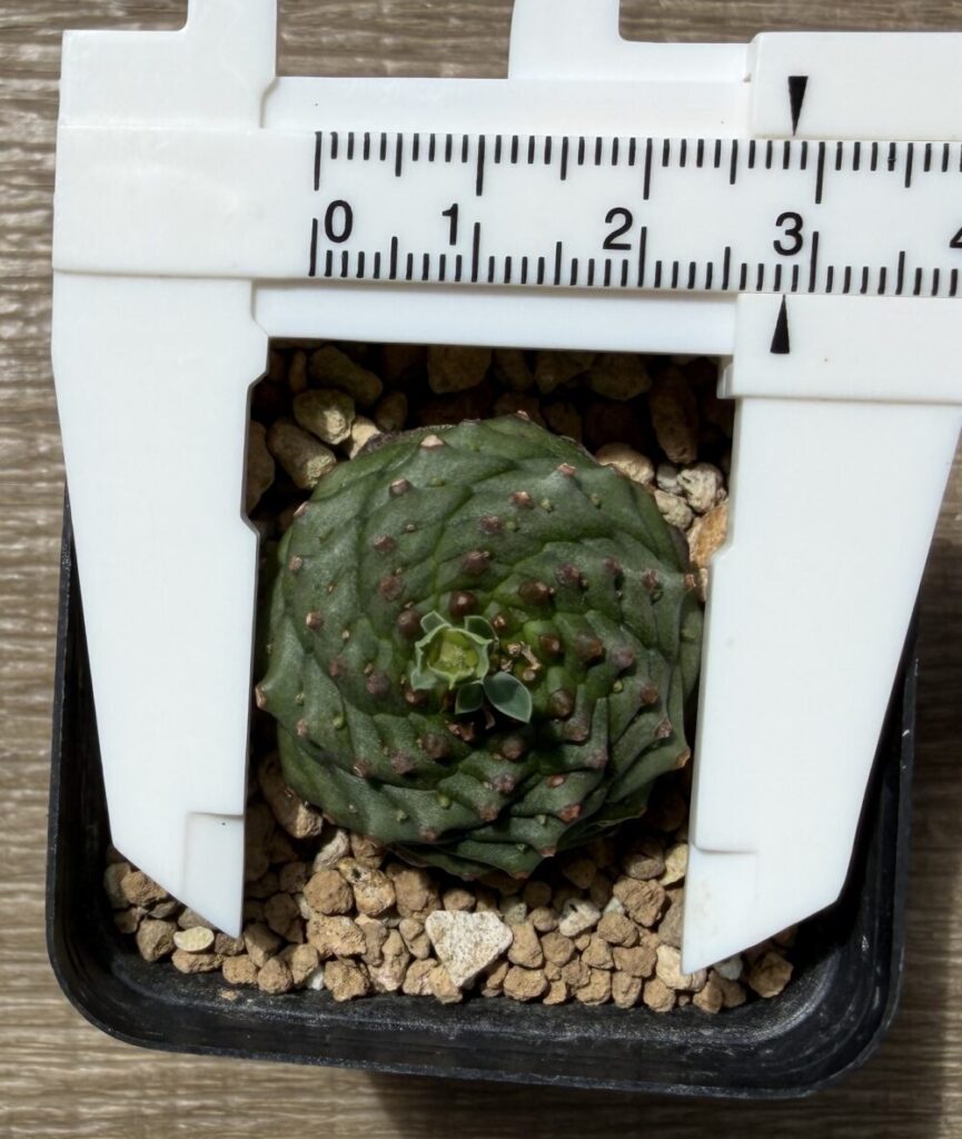オベサ鉄甲植え替え前の状態 直径2.3cm 入手から7ヶ月目 定規で計測した写真