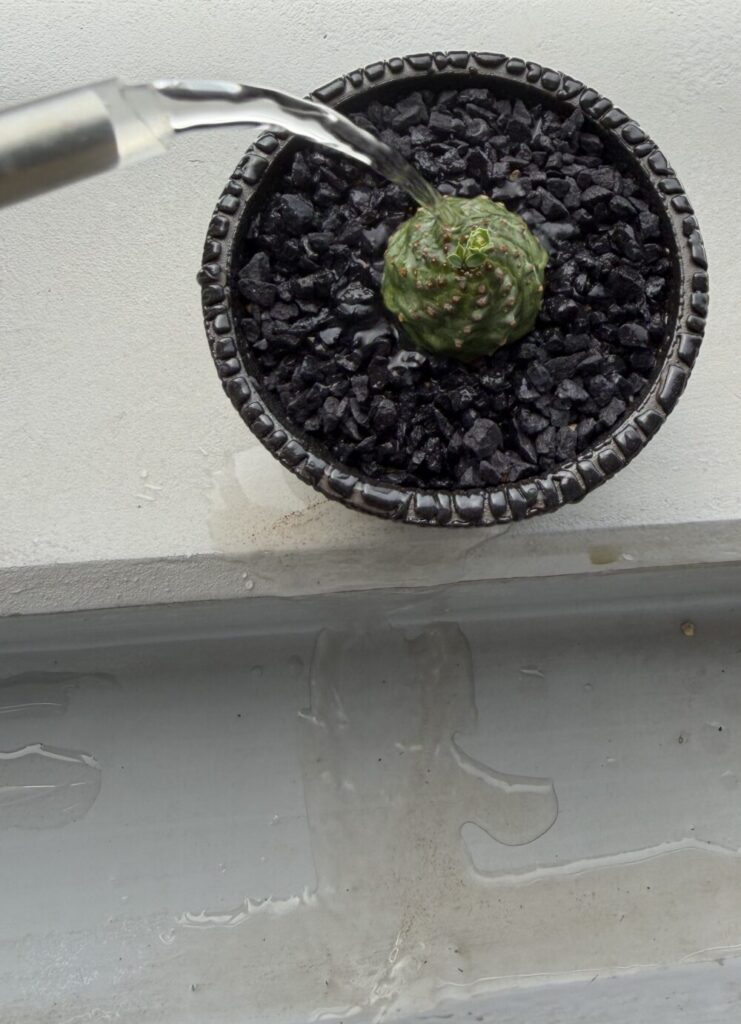 植え替え後に水をかけて用土の微塵を落としている写真