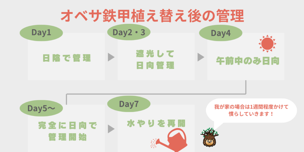 オベサ鉄甲植え替え後の管理方法 Day1日陰→Day2・3遮光して日向→Day4午前中のみ日向→Day5〜完全日向→Day7水やり再開 図解