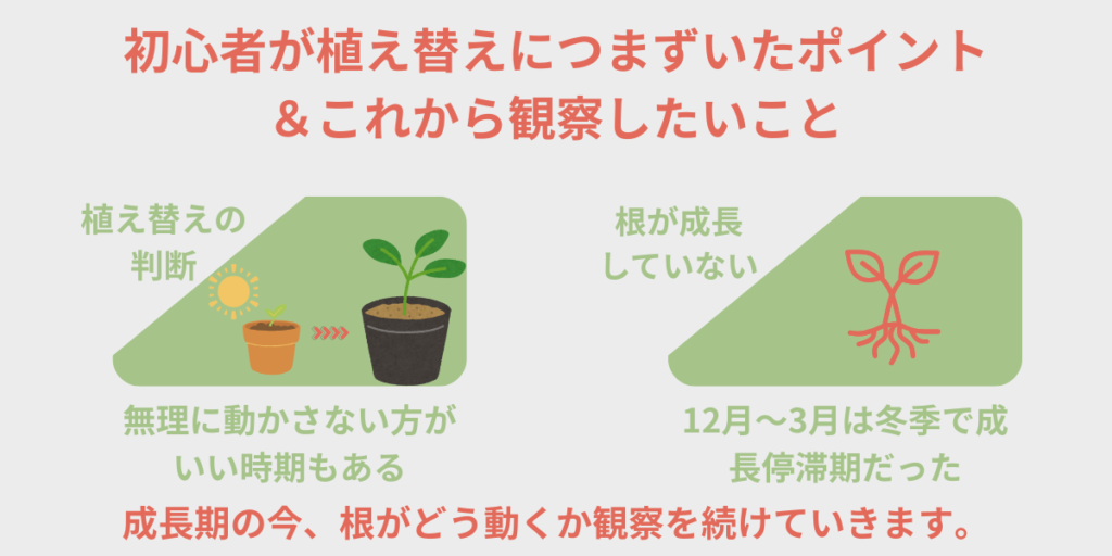 初心者が植え替えにつまずいたポイント＆これから観察したいこと 植え替えの判断・根が成長していない 図解