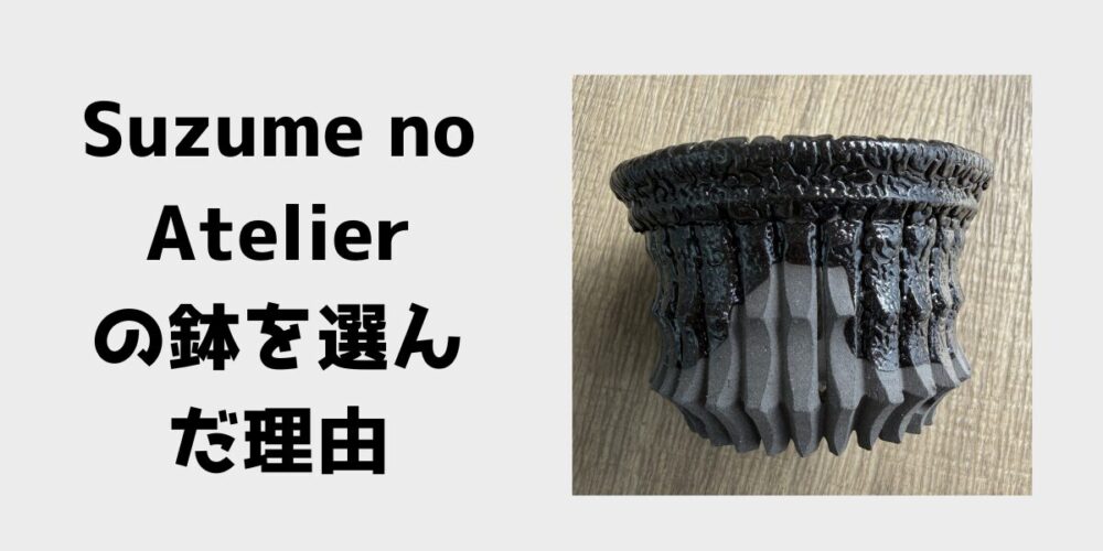 Suzume no Atelierの黒鱗鉢を選んだ理由 陶器鉢と植物の写真 見出し画像