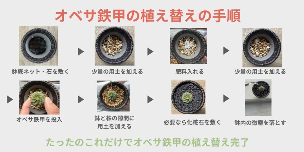 オベサ鉄甲の植え替えの手順 鉢底ネット・石を敷く→用土を入れる→肥料を入れる→株を投入→土を加える→化粧石を敷く→微塵を落とす 図解