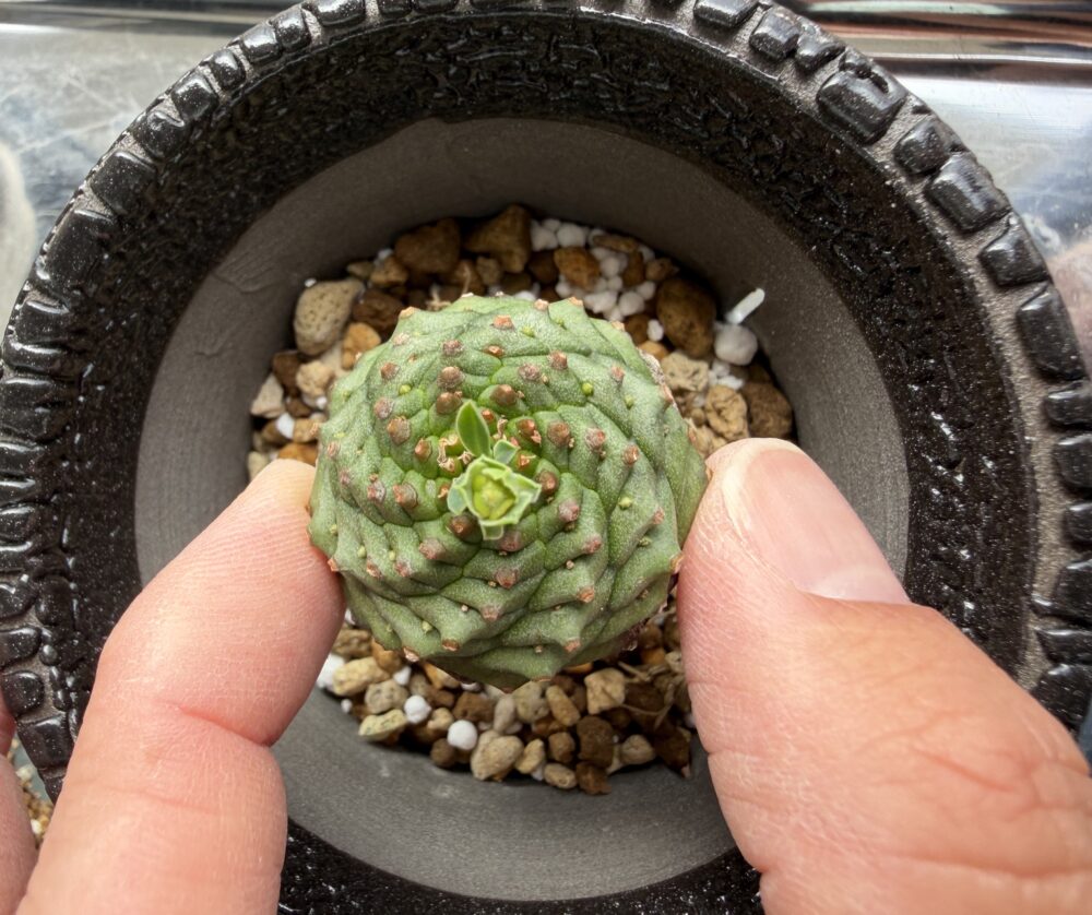 黒鱗鉢にオベサ鉄甲を植え入れて見栄えを調整している写真