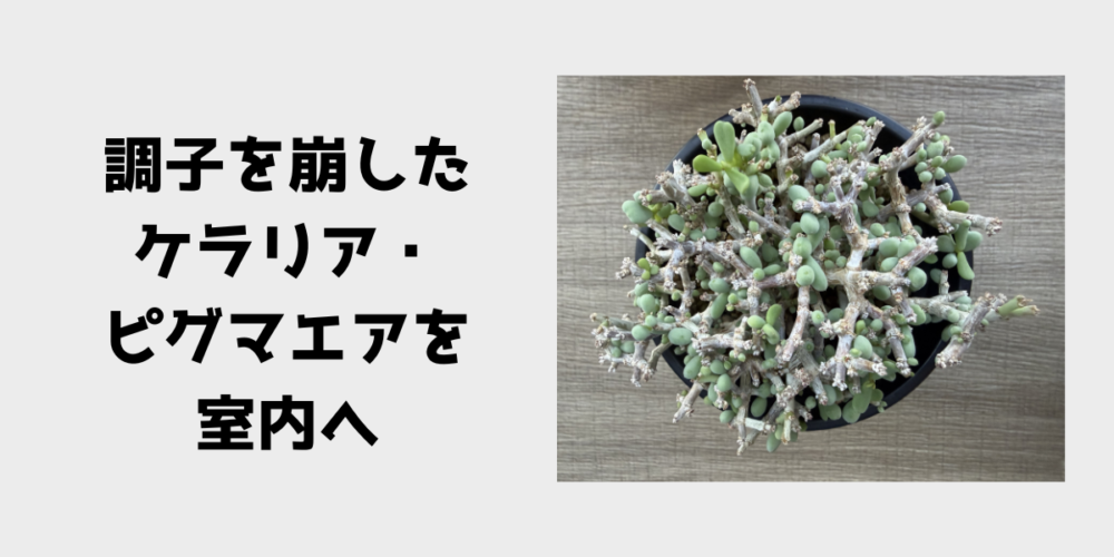 調子を崩したケラリア・ピグマエアを室内へ 見出し画像