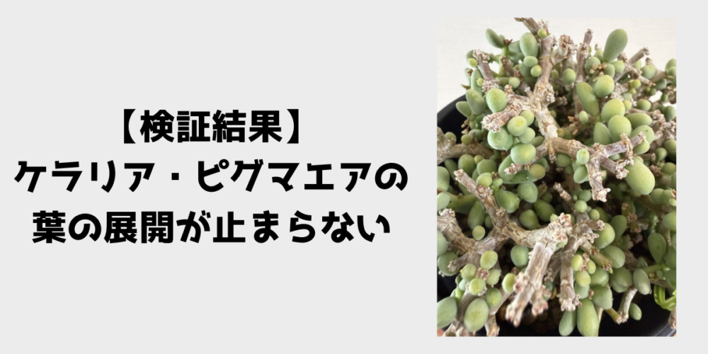 検証結果 ケラリア・ピグマエアの葉の展開が止まらない 見出し画像
