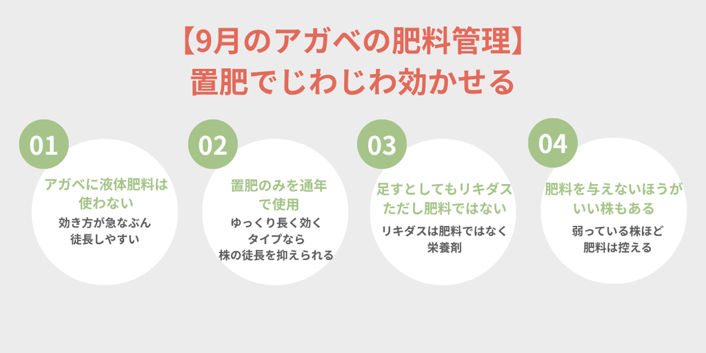 9月のアガベの肥料管理 置肥でじわじわ効かせる 液体肥料は使わない・置肥のみ通年使用・リキダスは栄養剤・弱った株は控えるをまとめた図解