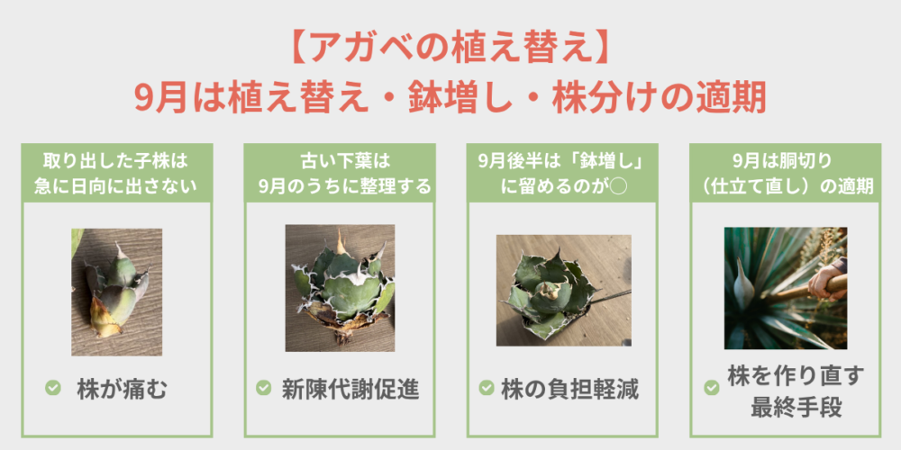 アガベの植え替え 9月は植え替え・鉢増し・株分けの適期 子株は急に日向に出さない・古い下葉の整理・9月後半は鉢増し・胴切りの適期をまとめた図解