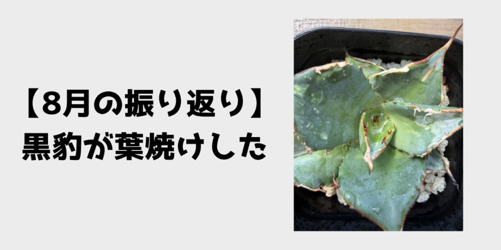 8月の振り返り 黒豹が葉焼けした 見出し画像