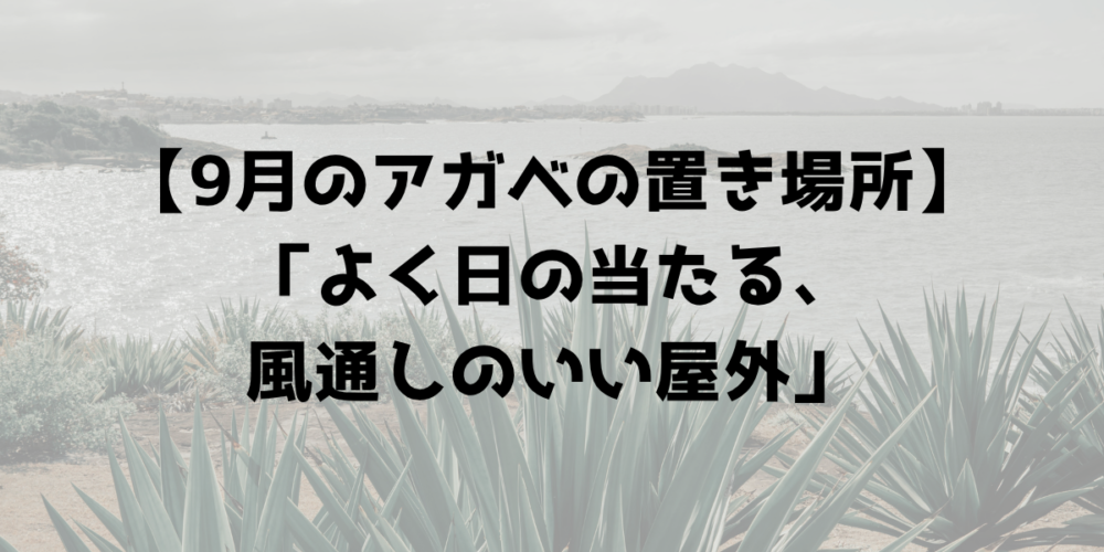 9月のアガベの置き場所はよく日の当たる風通しのいい屋外 見出し画像