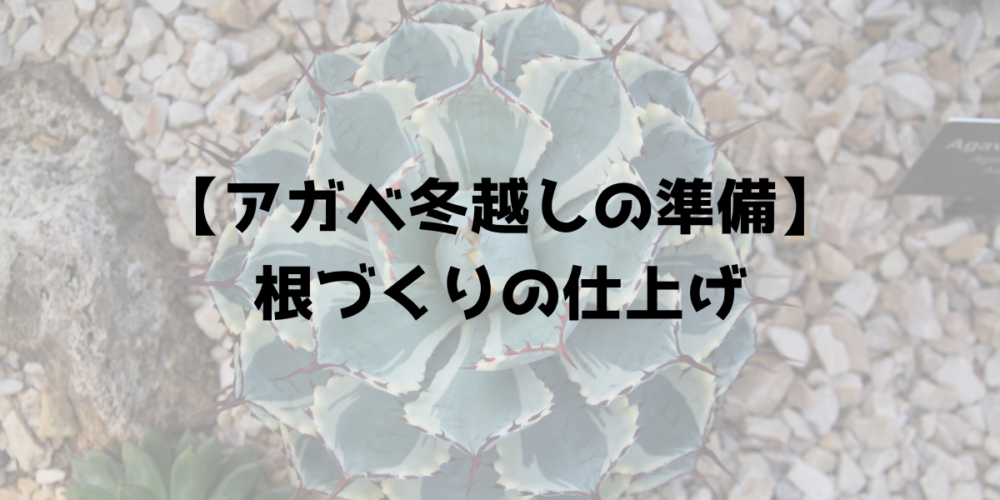 アガベ冬越しの準備 根づくりの仕上げ 見出し画像