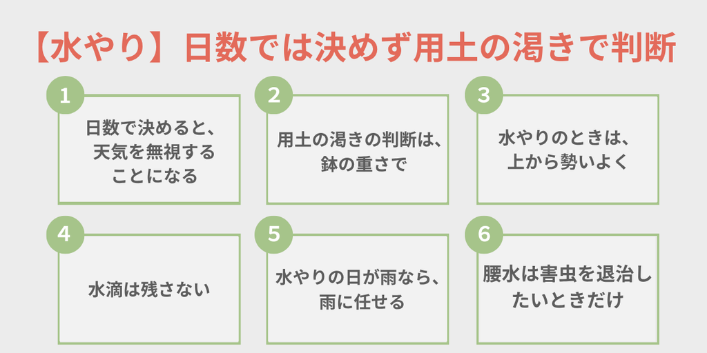 9月のアガベの水やり 日数では決めず用土の渇きで判断 鉢の重さで判断・上から勢いよく・水滴を残さないなど6つのポイントをまとめた図解
