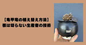 アフリカ亀甲竜の植え替え。根を切らずに新しい鉢へ植えた株