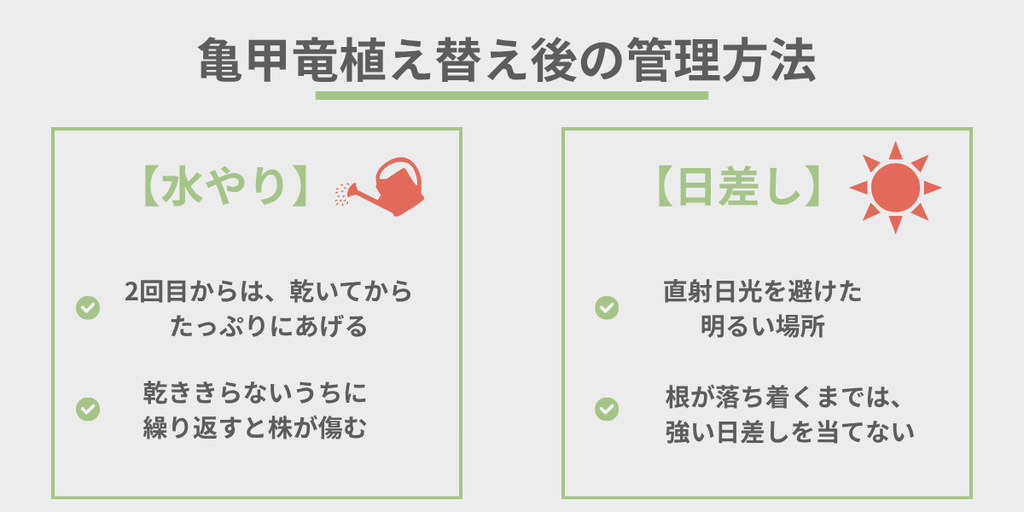亀甲竜の植え替え後の管理方法を示す見出し画像
