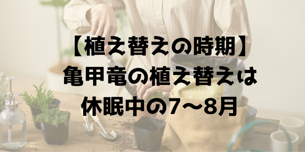 亀甲竜の植え替え時期は休眠中の7〜8月であることを示す見出し画像