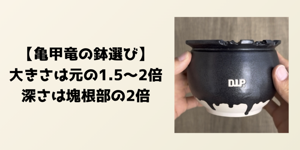 亀甲竜の植え替えに使う鉢の大きさの目安を示す見出し画像