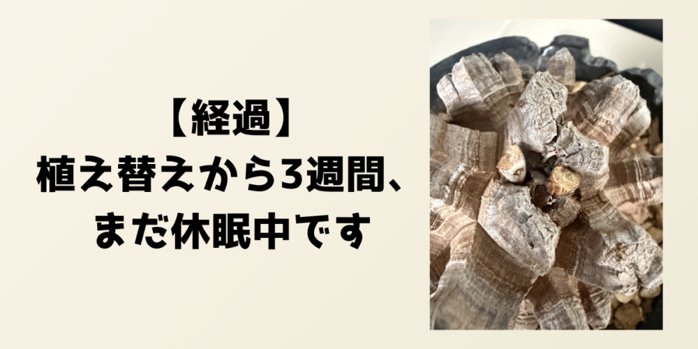 亀甲竜の植え替えから3週間後の経過を示す見出し画像