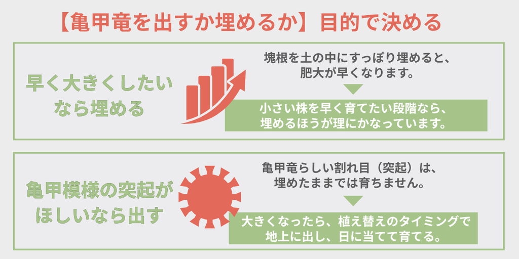 亀甲竜の塊根を土から出すか埋めるかを示す見出し画像