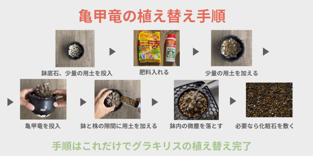 亀甲竜の植え替え手順を示す見出し画像