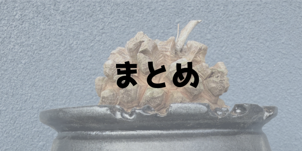 亀甲竜の植え替えのまとめを示す見出し画像