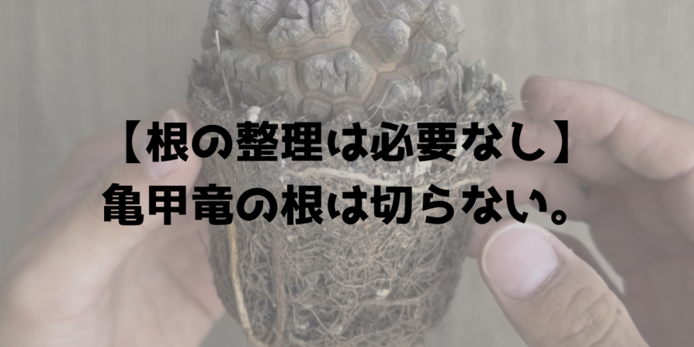 亀甲竜の植え替えでは根を切らないことを示す見出し画像