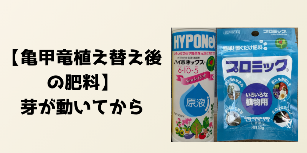 亀甲竜の植え替え後の肥料について示す見出し画像