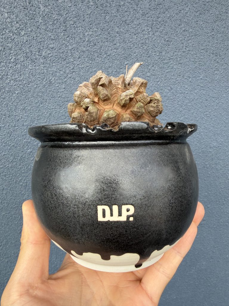 塊根を地上に出して植えたアフリカ亀甲竜。亀甲模様が見えている