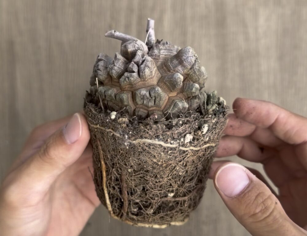 亀甲竜の植え替えで鉢から抜いた根鉢。根がびっしり回っている