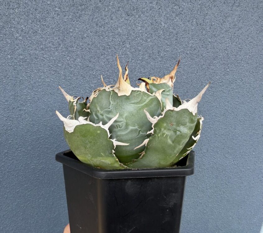 ヘキサポット4号に植え込んだアガベ白鯨