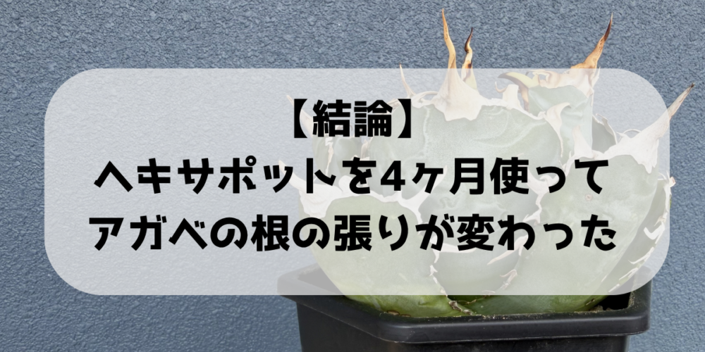 【結論】ヘキサポット4号を4ヶ月使って、アガベの根の張りが変わった