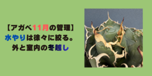 アガベ11月の管理 水やりは徐々に絞る・外と室内の冬越し