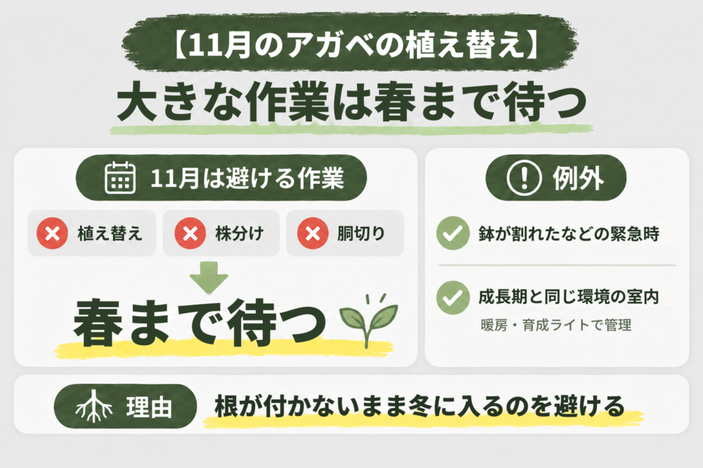 11月のアガベの植え替えは春まで待つことを示す見出し画像