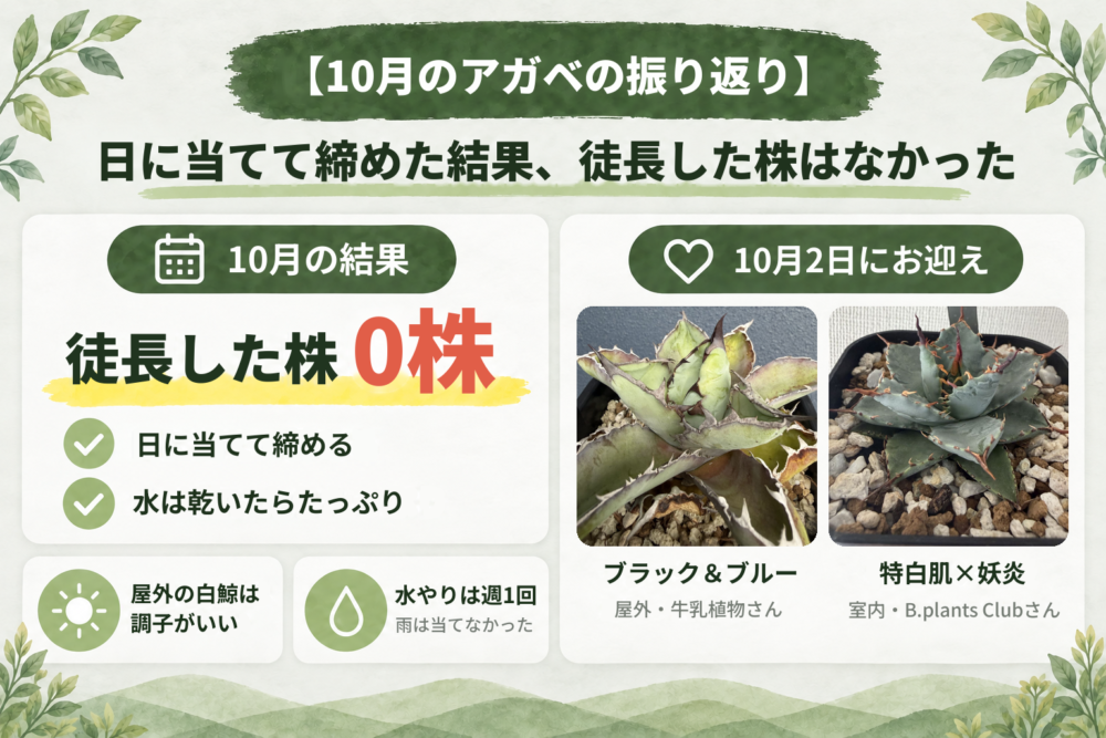 10月のアガベの振り返りを示す見出し画像 徒長した株は0株