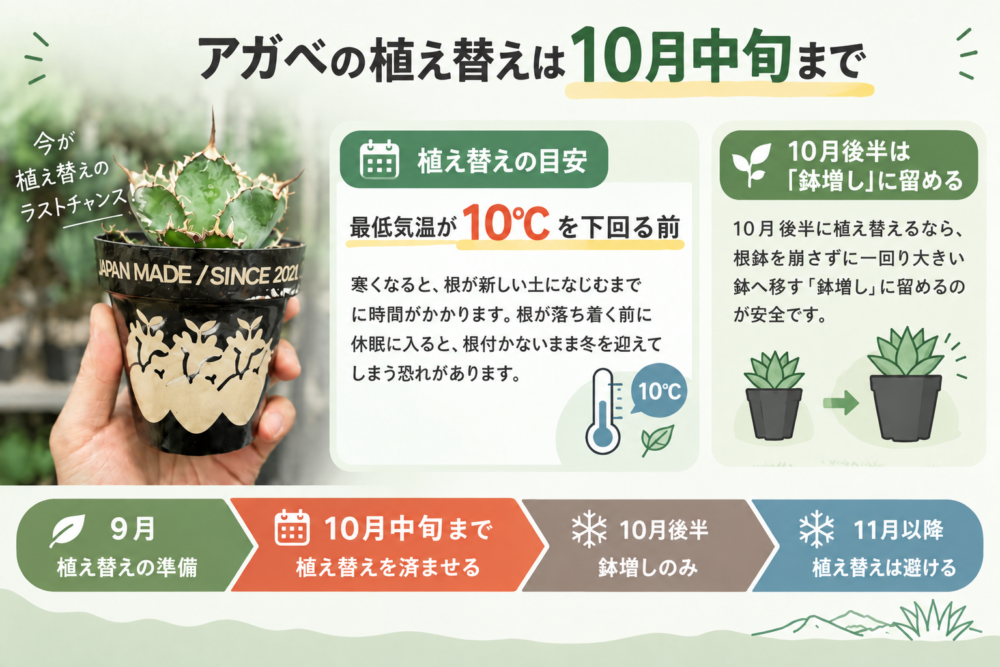 アガベの植え替えは10月中旬まで 目安は最低気温が10℃を下回る前・10月後半は鉢増しに留める