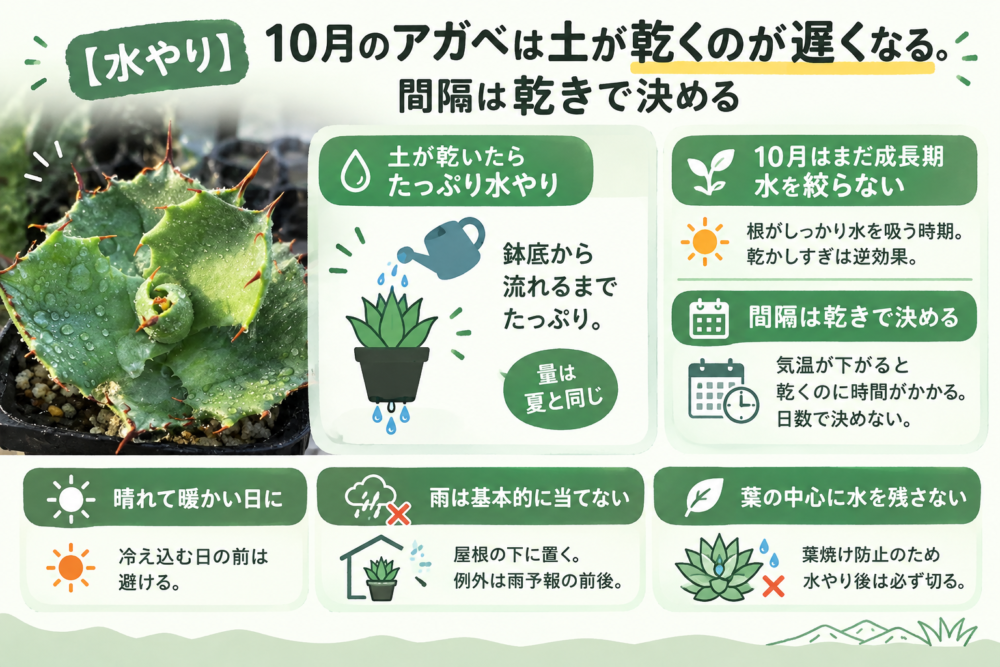 【水やり】10月のアガベは土が乾くのが遅くなる 乾いたらたっぷり・水は絞らない・間隔は乾きで決める・雨は基本的に当てない・葉の中心に水を残さない