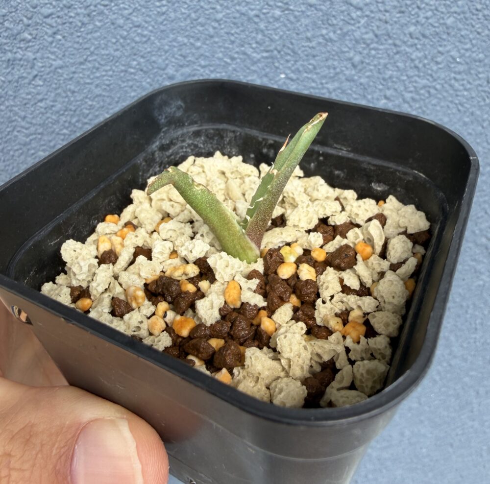 プレステラ90に植えたアガベ白鯨の子株