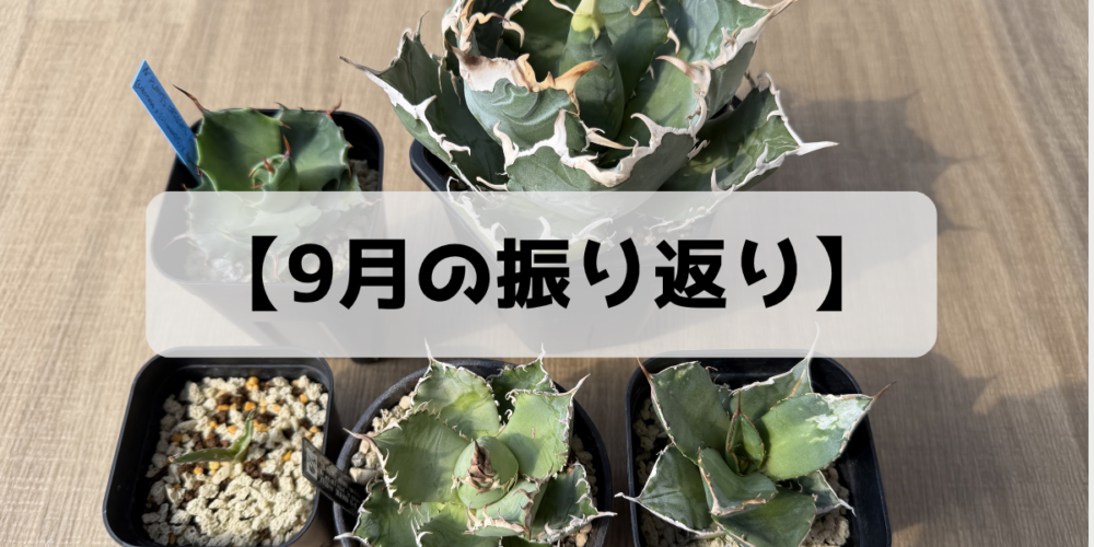 【9月の振り返り】育てているアガベ5株