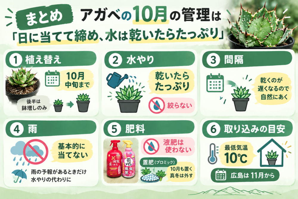 【まとめ】アガベの10月の管理 植え替えは中旬まで・水は乾いたらたっぷり・雨は基本的に当てない・液肥は使わない・取り込みの目安は最低気温10℃